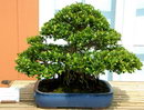,Ficus retusa 'Nitida',Indian Laurel Fig,Ficus nitida,Banyan Fig